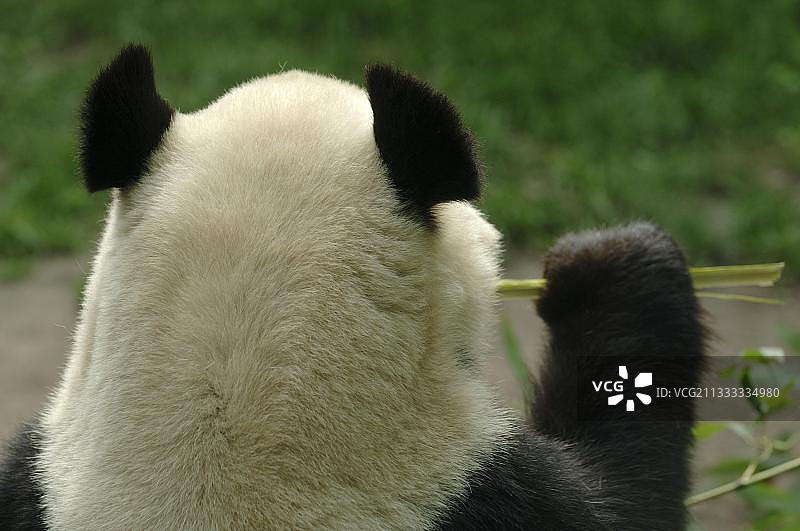 大熊猫图片素材