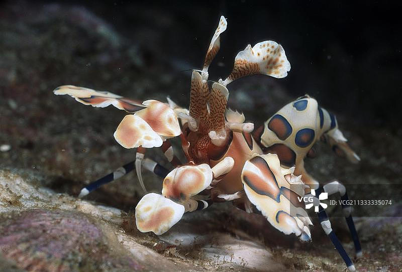 东方小丑虾（学名：Hymenocera picta），泰国普吉岛斯米兰群岛安达曼海图片素材