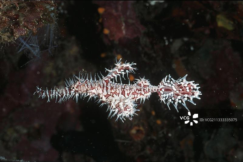 普吉岛斯米兰群岛安达曼海中的小丑海龙图片素材