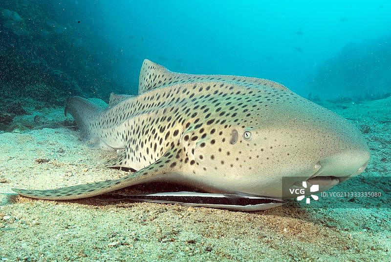 豹纹鲨与船只管理员，普吉岛，安达曼海，泰国，亚洲图片素材