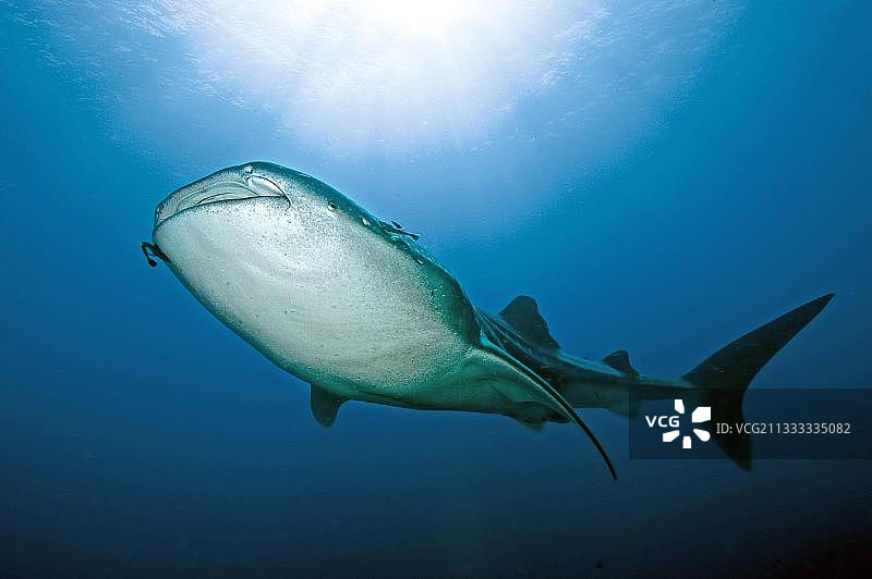 鲸鲨，普吉岛，斯米兰群岛，安达曼海，泰国，亚洲图片素材