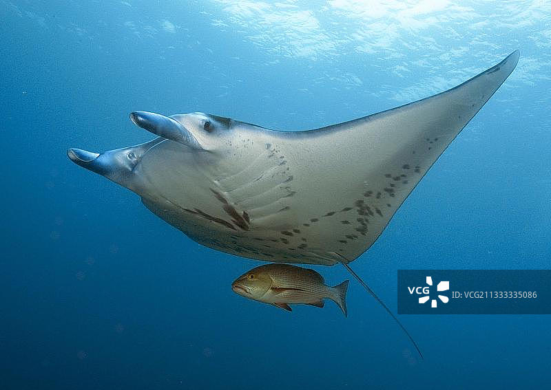 蝠鲼，雅浦（双吻前口蝠鲼），魔鬼鱼，巨型鳐鱼，密克罗尼西亚，大洋洲图片素材