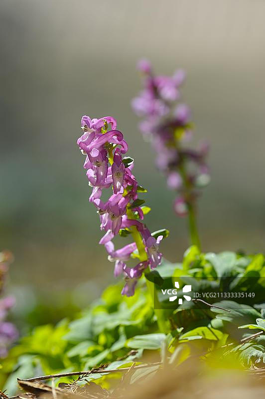 空心翠雀花，北莱茵-威斯特法伦州，德国，欧洲图片素材