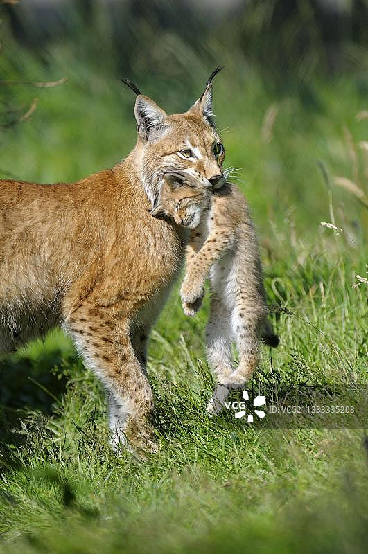 欧亚猞猁，尸僵图片素材