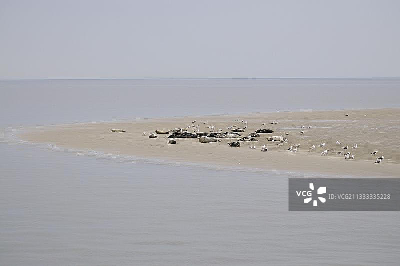 退潮时在沙洲上的港海豹和灰海豹，荷兰北荷兰省特塞尔岛图片素材