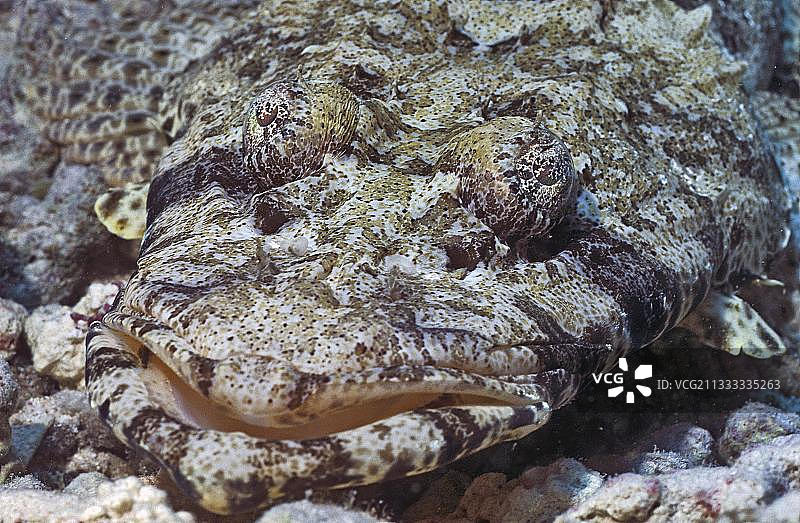 触须鲬，红海图片素材