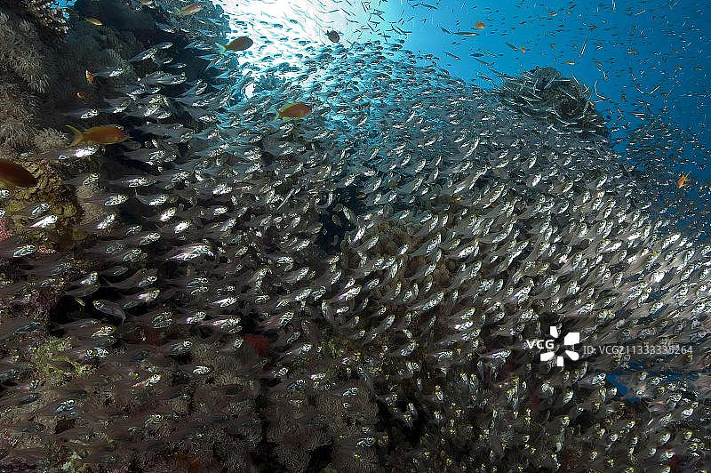双鳍鲹和斧头鱼图片素材