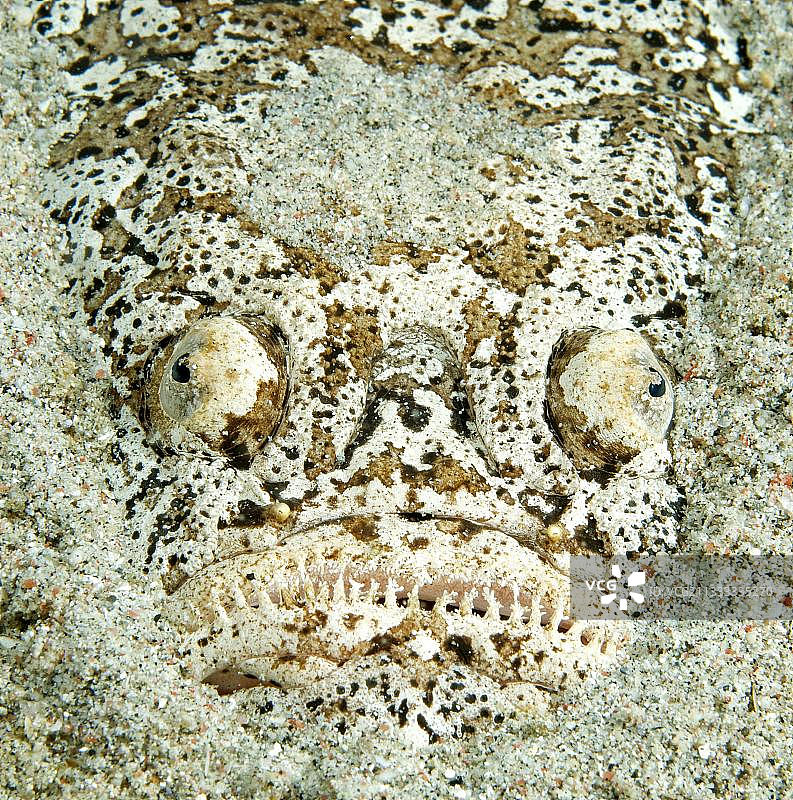 双带乌兰鱼图片素材