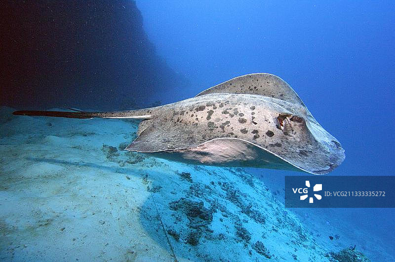 马尔代夫黑斑条尾魟图片素材