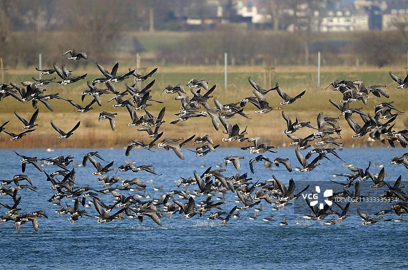 白额雁，近埃默里希，下莱茵，北莱茵-威斯特法伦，德国，欧洲图片素材