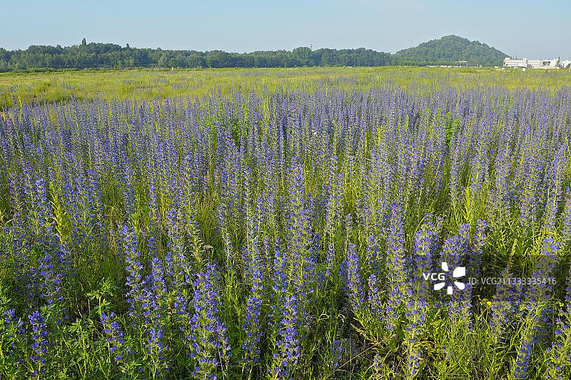常见的蓝蓟，工业废地，鲁尔区，北莱茵-威斯特法伦州，德国，欧洲图片素材