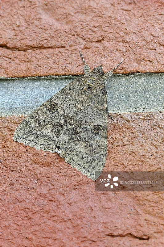 德国下萨克森州库克斯哈芬的红色丝带图片素材