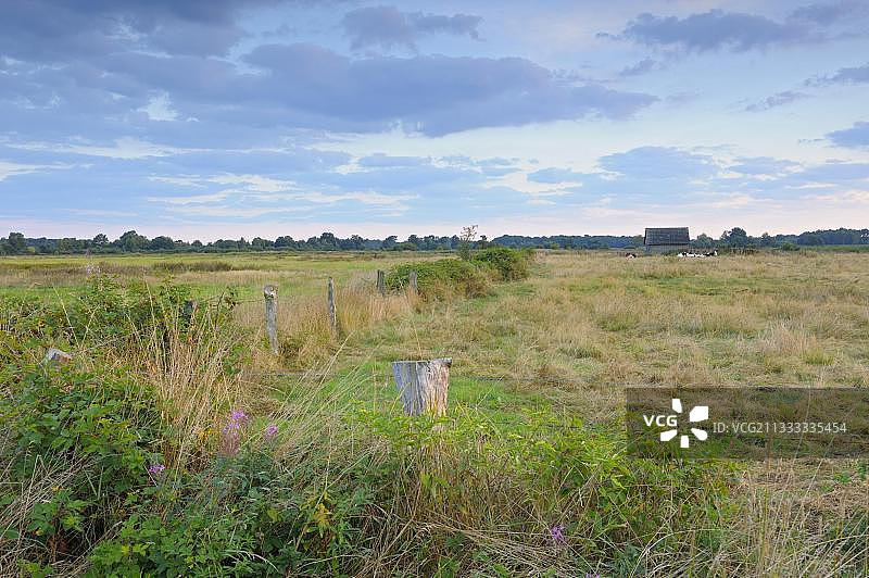 丁登纳海德自然保护区湿地草甸，北莱茵-威斯特法伦州，德国，欧洲图片素材