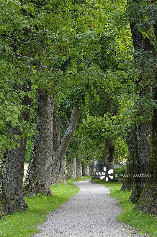 基姆湖，基明古树林荫道，8月，基姆高，德国巴伐利亚州，欧洲图片素材