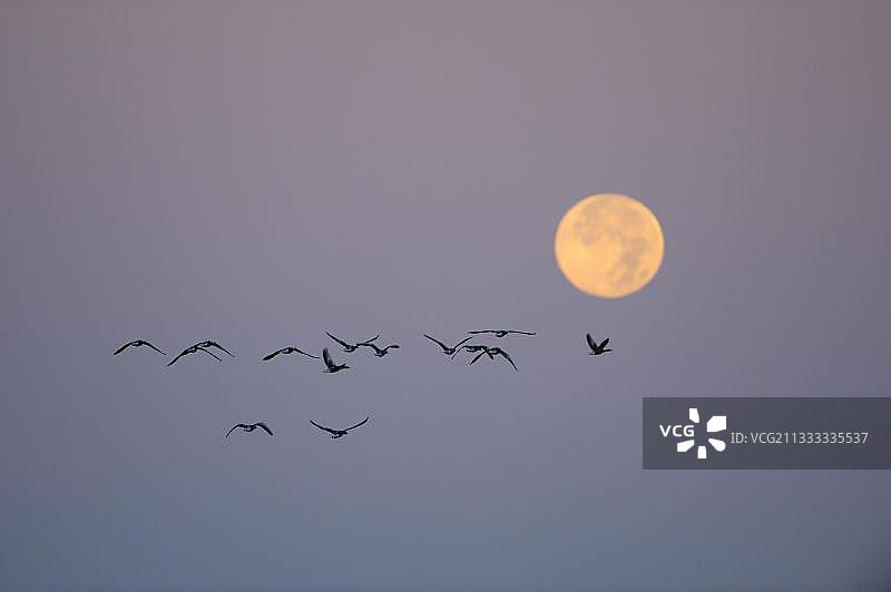 九月德国北莱茵-威斯特法伦丁德纳海德的灰雁与满月图片素材