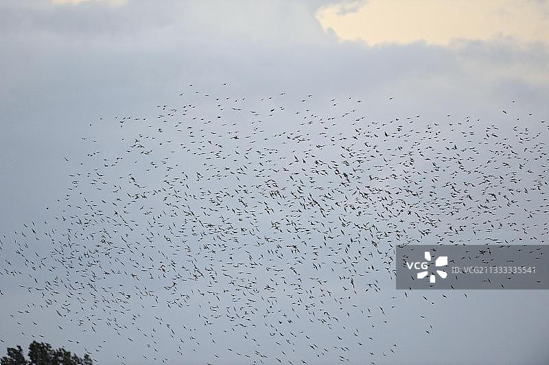 德国波罗的海的八哥鸟群图片素材