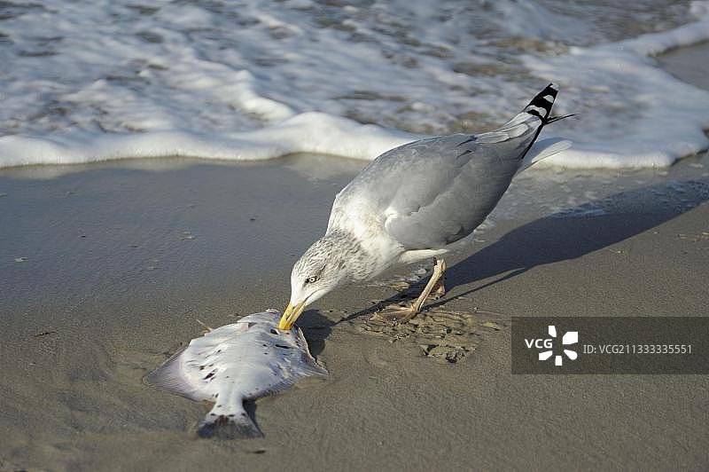 银鸥与死鱼，德国波罗的海图片素材