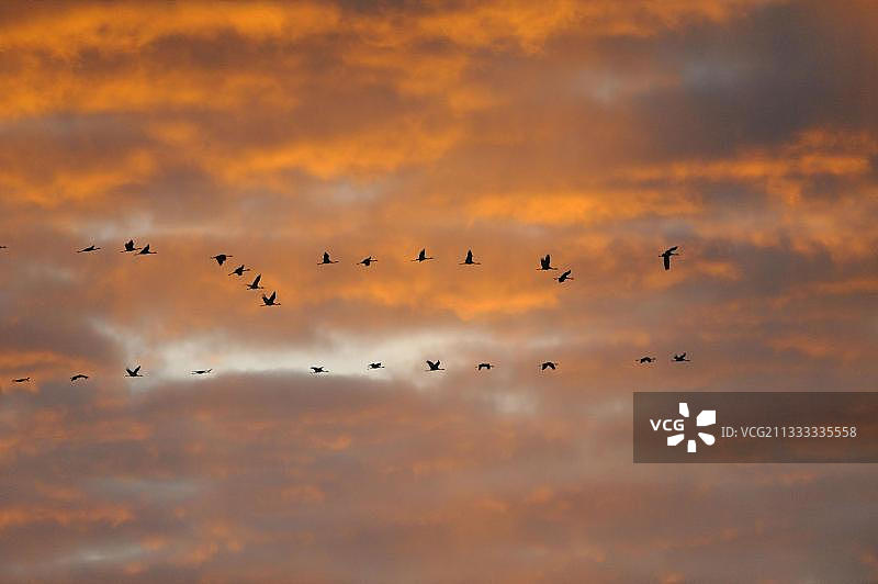 德国波罗的海，福尔波门潟湖区国家公园的起重机图片素材