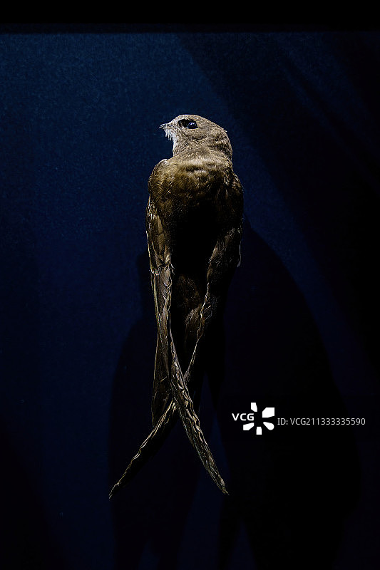 德国埃森鲁尔博物馆普通雨燕标本图片素材