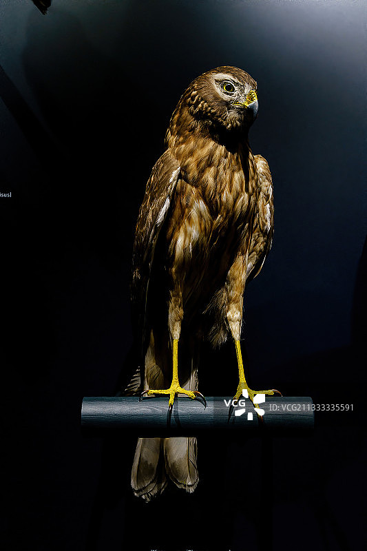 德国埃森鲁尔博物馆乌灰鹞标本图片素材