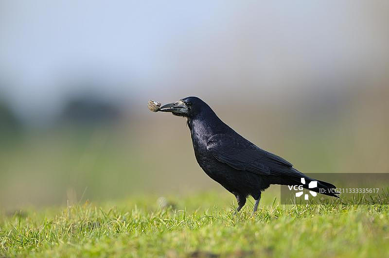 12月，栖息在坚果上的秃鼻乌鸦图片素材