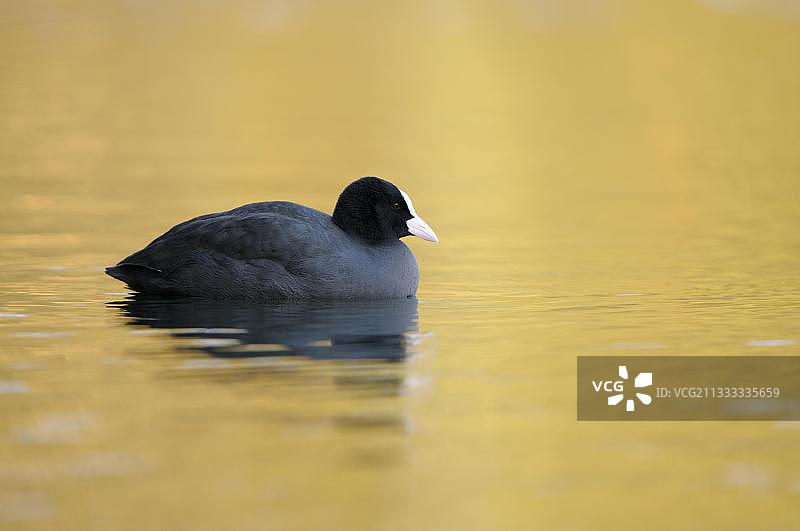 骨顶鸡，清晨，德国图片素材