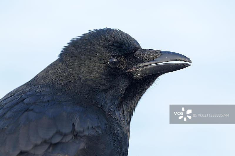德国北莱茵-威斯特法伦州杜伊斯堡-瓦尔苏姆的乌鸦肖像图片素材