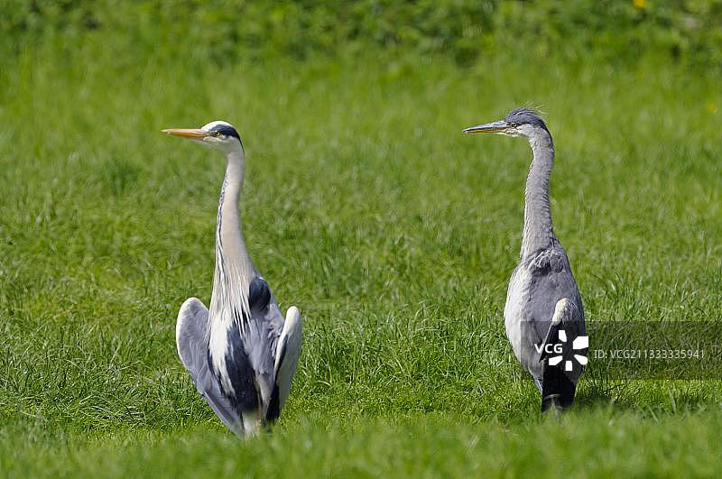 苍鹭：沐浴在阳光下的老鸟图片素材