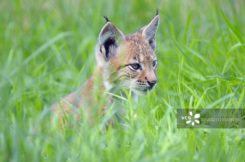 欧亚猞猁幼崽肖像，拍摄于德国北莱茵-威斯特法伦州，8月图片素材