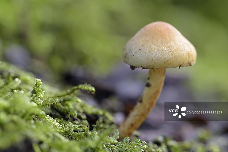 簇生黄韧伞在枯死山毛榉树干上图片素材