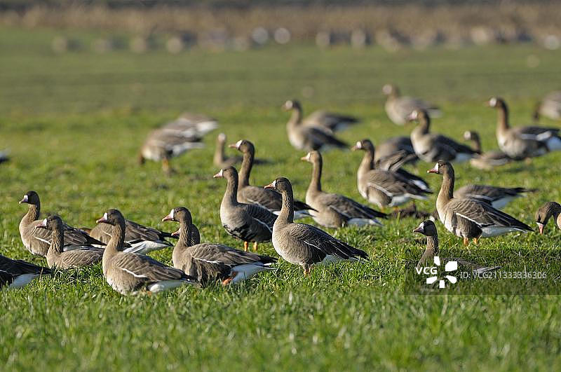白额雁群，清晨光线下，德国北莱茵-威斯特法伦图片素材