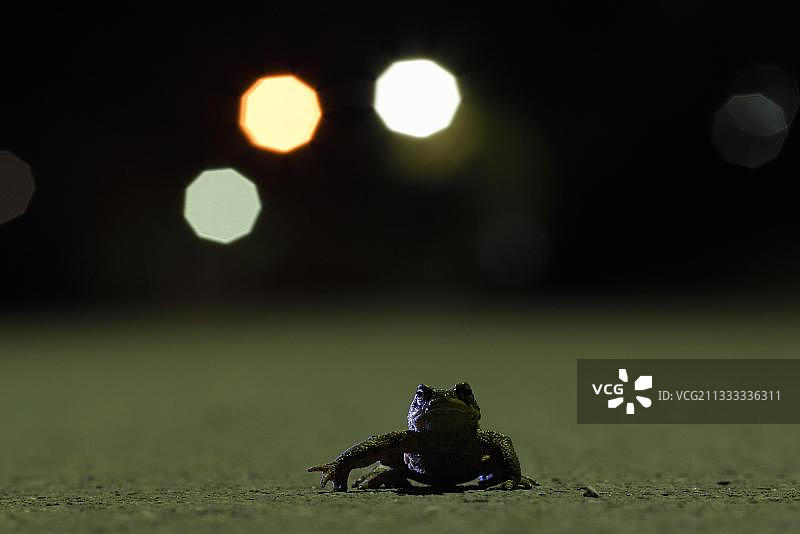 欧洲德国北莱茵-威斯特法伦州鲁尔区博特罗普的雄性蟾蜍图片素材