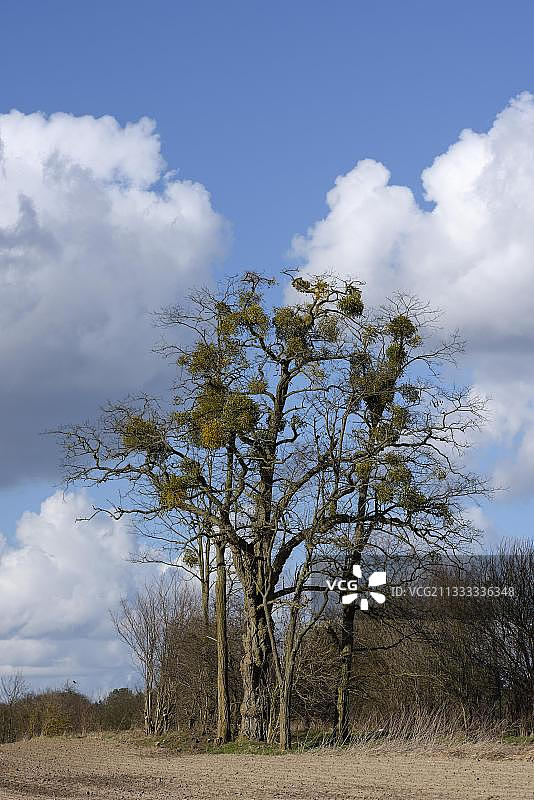 白色浆果槲寄生，四月，格罗斯夸索，梅克伦堡-前波莫瑞州，德国，欧洲图片素材