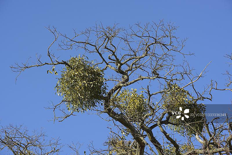 白色浆果槲寄生，四月，格罗斯夸索，梅克伦堡-前波莫瑞州，德国，欧洲图片素材