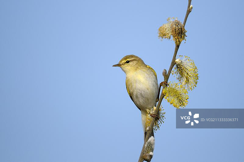 柳莺（雄性），四月，荷兰上艾瑟尔省哈克斯贝根图片素材