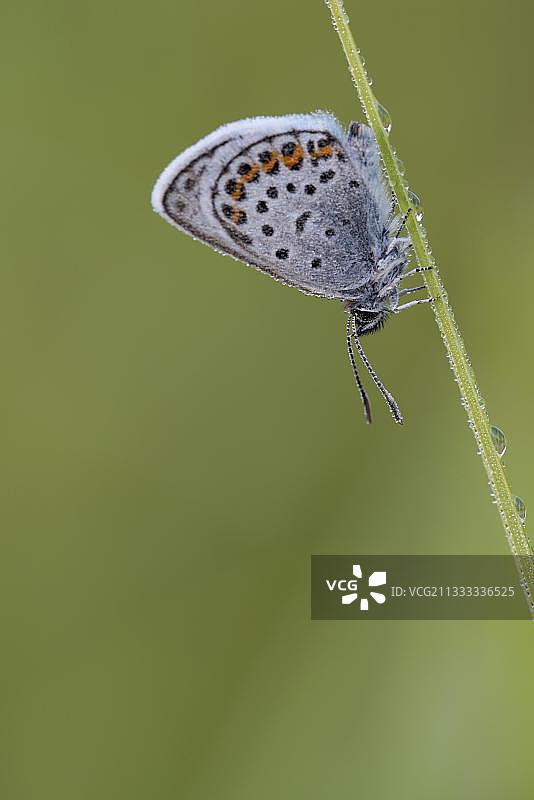 德国巴伐利亚草地上的阿尔古斯蓝蝴蝶，带露珠图片素材
