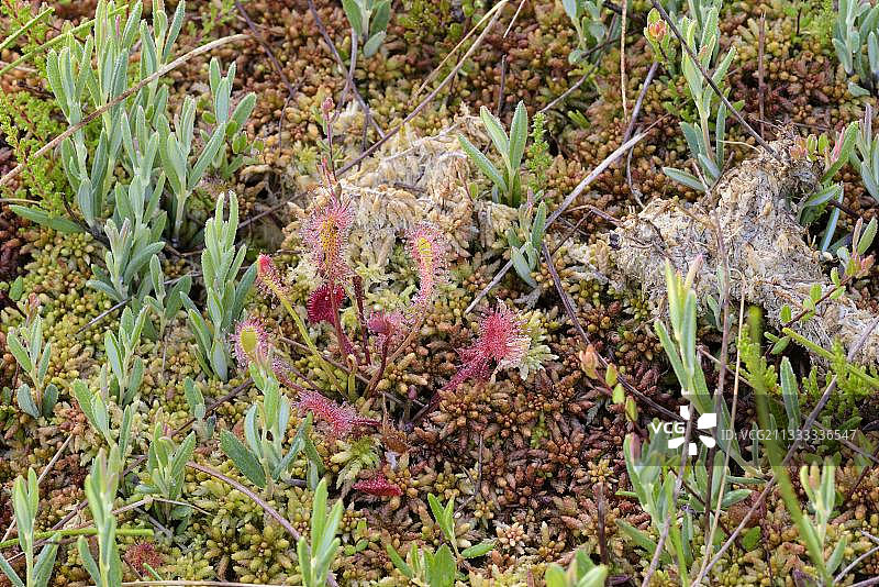 长叶茅膏菜，七月，肯德尔米尔菲尔岑自然保护区，格拉绍，基姆高，巴伐利亚，德国，欧洲图片素材