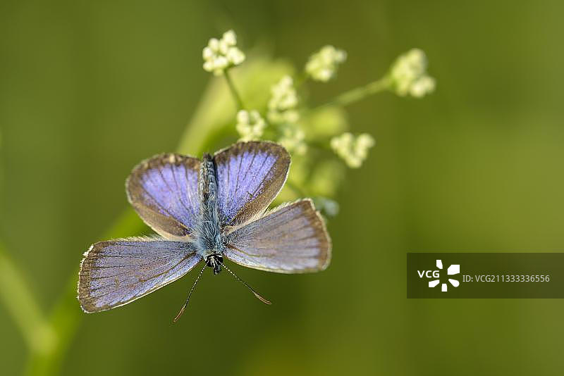 阿格斯蓝蝴蝶图片素材