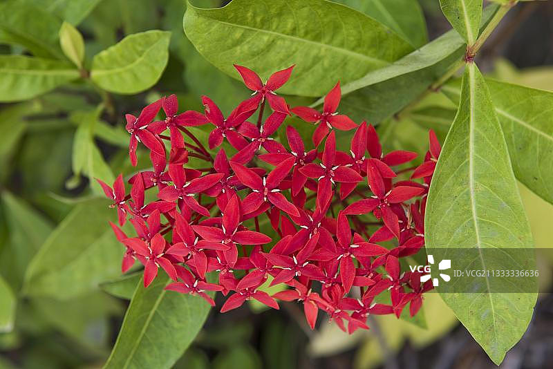 龙船花，红色观赏植物，泰国曼谷，亚洲图片素材