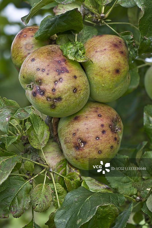 成熟苹果上的苹果痂小斑点图片素材