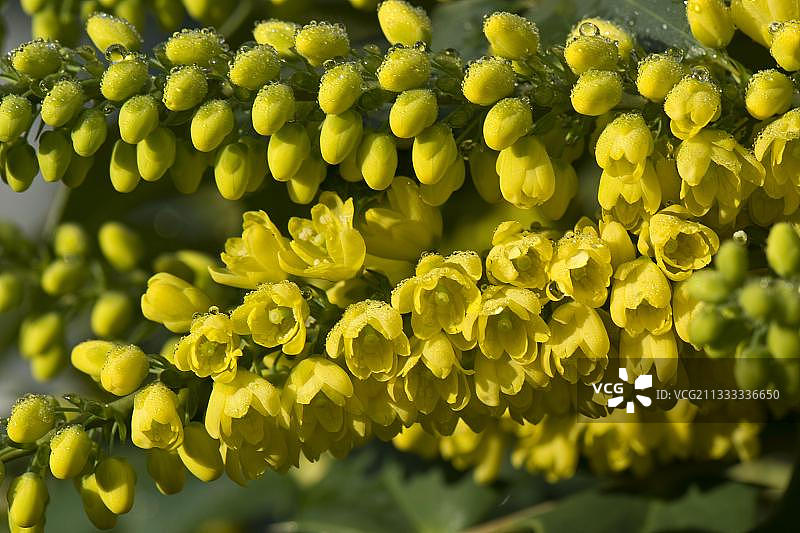 冬日阳光下盛开的杂交十大功劳花园灌木图片素材