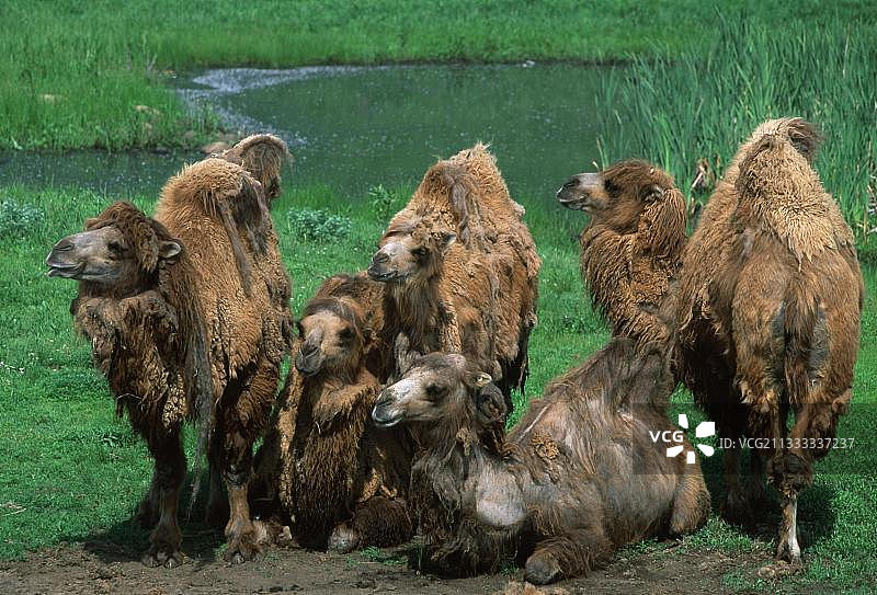 双峰骆驼（学名：Camelus bactrianus）图片素材
