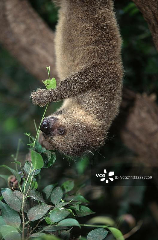巴西幼年二趾树懒图片素材