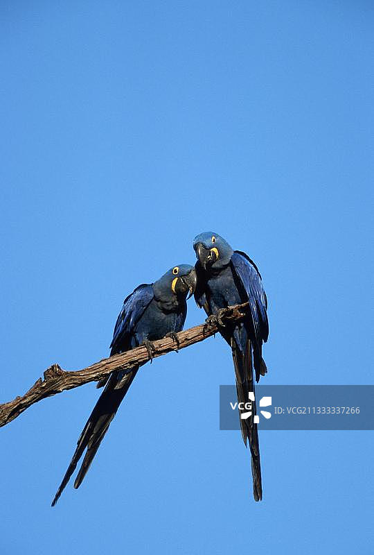 巴西潘塔纳尔地区的紫蓝金刚鹦鹉图片素材