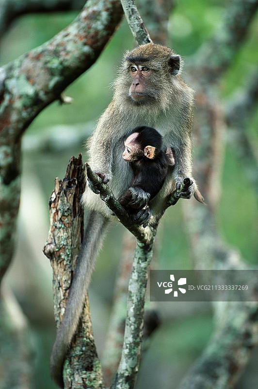 婆罗洲带幼崽的食蟹猕猴图片素材