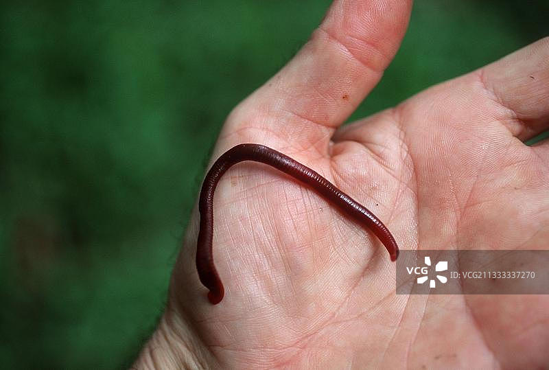 印度尼西亚人皮肤上的水蛭图片素材