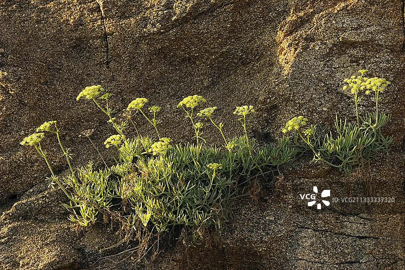 海蓬子，撒丁岛，芽孢杆菌，意大利，欧洲图片素材