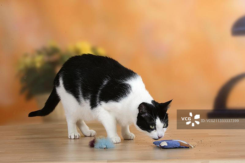 家猫嗅猫薄荷袋子手绘稿图片素材