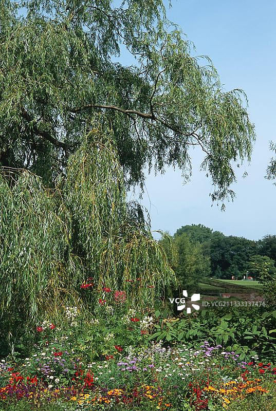 德国汉堡市公园的垂柳图片素材