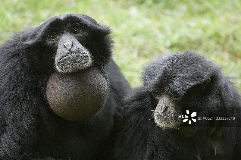 合趾猿图片素材